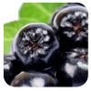 aronia