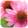 echinacea