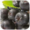 Aronia