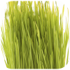 Wheatgrass