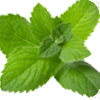 Lemon balm