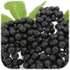 Black elderberry