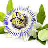 Passion flower