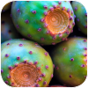 Prickly pear