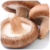 Shiitake mushroom